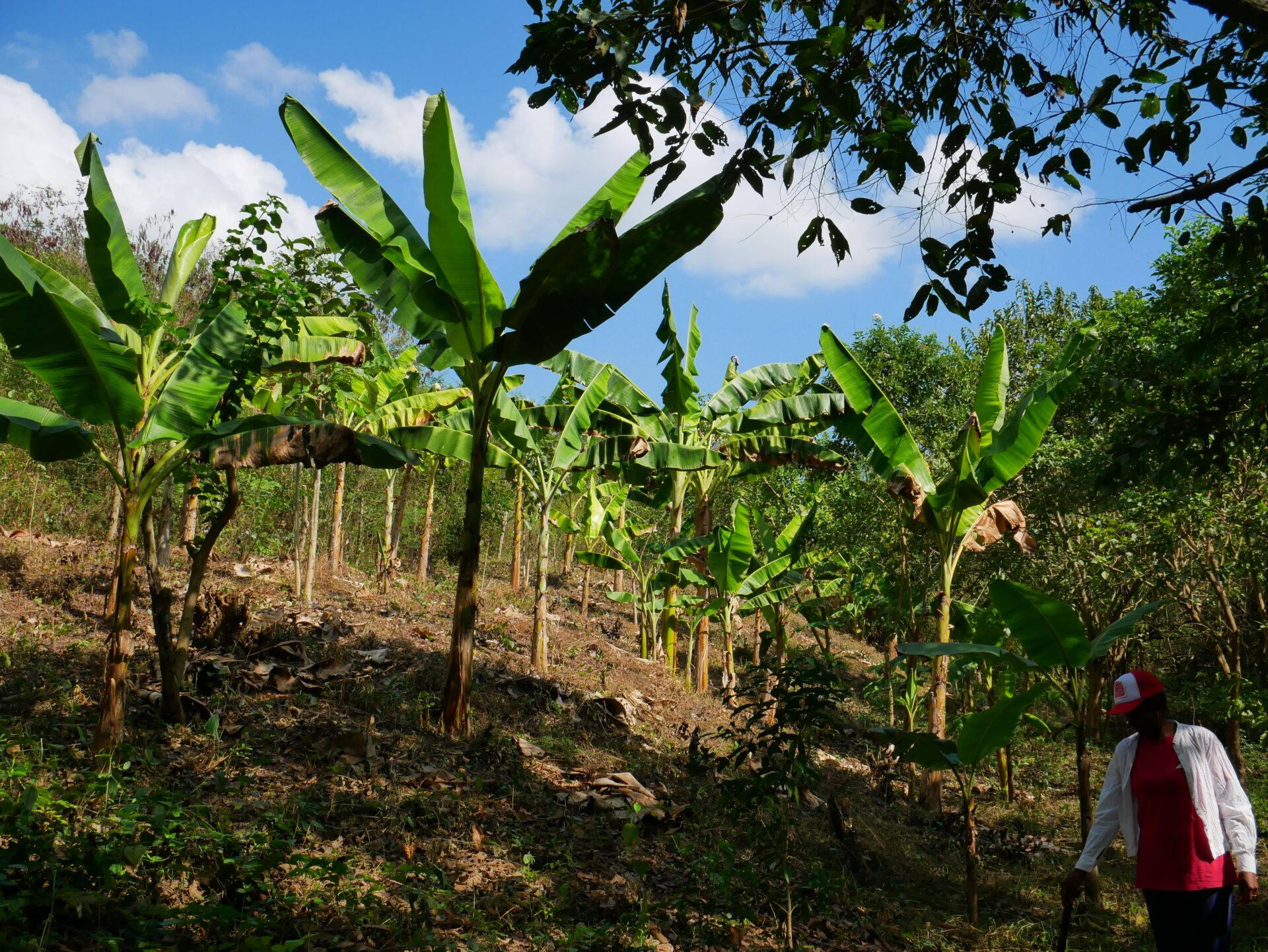 Lire la suite à propos de l’article Projet Bosque Seco – Envol Vert Colombie