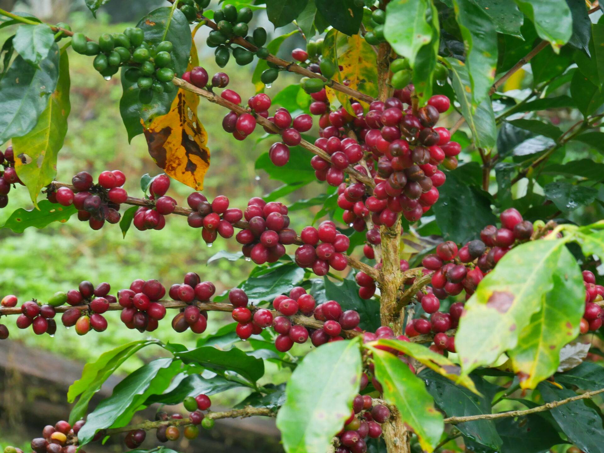 Lire la suite à propos de l’article Agroforesterie Café-Cacao – Envol Vert Pérou