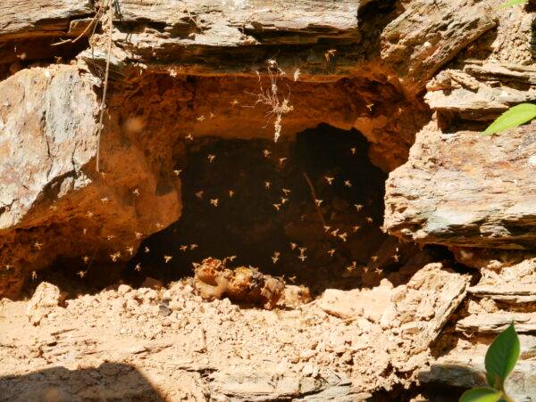 On repère la ruche sauvage dans un muret en pierres