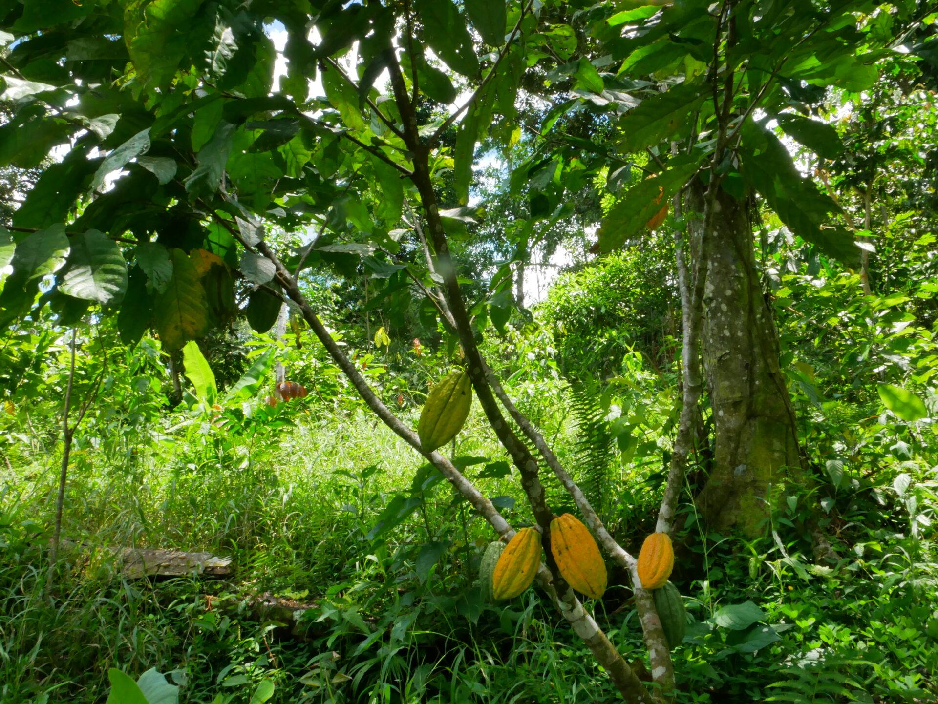 Agroforesterie de cacao : les cacoyers poussent sous des grands arbres et entourés d'autres plantes