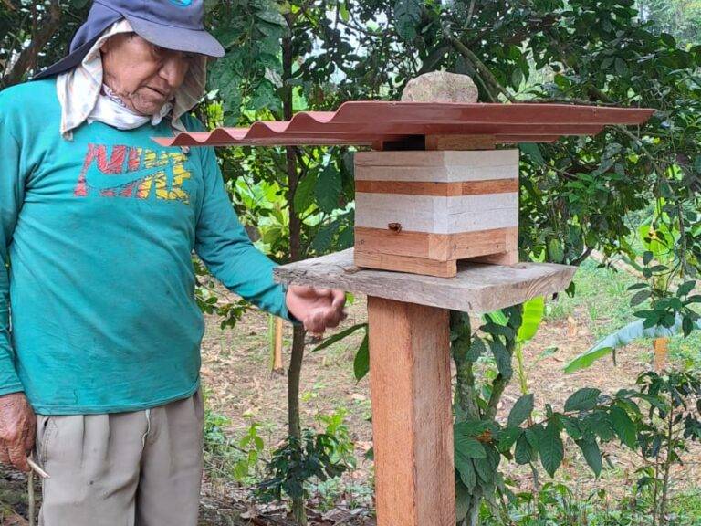 Suivi du projet : les colonies d'abeilles mélipones se portent bien !