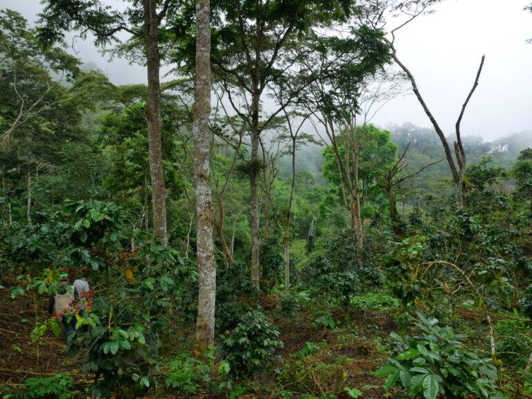 Agroforesterie de café, encore sous des grands arbres